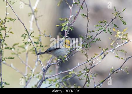 Verdin (Auriparus flaviceps) Foto Stock
