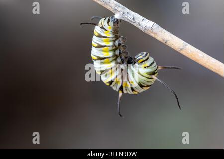 Regina Caterpillar (Danaus gilippus) in fase pre-pupale Foto Stock