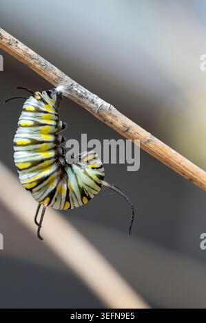 Regina Caterpillar (Danaus gilippus) in fase pre-pupale Foto Stock
