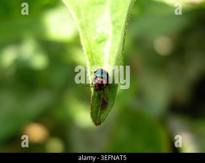 Foto macro verticale di uno scarabeo gioiello brillante e iridescente appoggiato sulla punta appuntita di una foglia verde. Foto Stock
