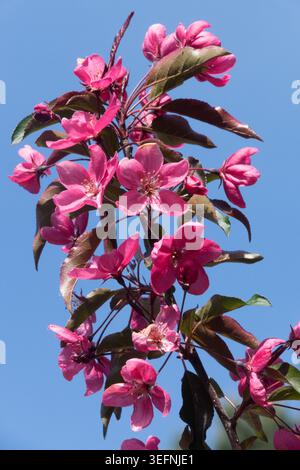 Fiori rosa neon e foglie di bronzo su un ramo di Crabapple Malus "Neon" ornamentale contro un cielo blu in primavera Foto Stock