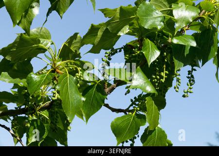 Foglie verdi e cialde di semi giovani sui rami del pioppo nero Populus nigra, contro un cielo blu in primavera Foto Stock