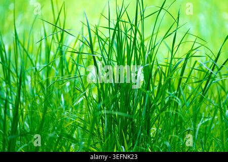 Lame di erba verde fresca di prato lussureggiante alla luce del sole come sfondo naturale della primavera Foto Stock