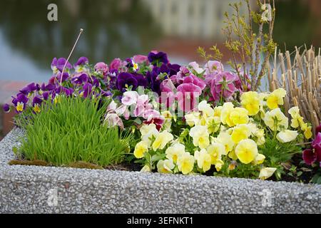 Pannelli fioriti (o viole) di diversi colori. Foto di alta qualità Foto Stock