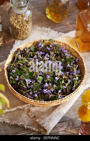 Fiori di edera macinati freschi in un cestino di vimini. Pianta commestibile selvatica primaverile. Foto Stock