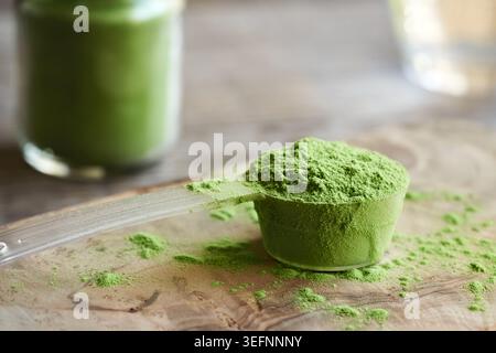 Erba d'orzo verde in polvere composta da succo secco in una paletta di plastica Foto Stock