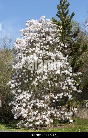 Il bianco fiorisce su un grande albero della Centennial Star Magnolia Magnolia stellata 'Centennial' contro un cielo blu in primavera Foto Stock