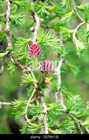 Giovani coni rosa e aghi verdi freschi sui rami ritorti del Larch europeo Larix decidua 'Horstmann Recurved' in primavera Foto Stock