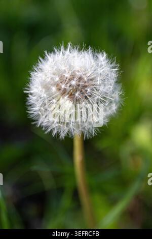 Dente di leone in una giornata di sole. Un soffio bianco completo con sfondo sfocato. Foto Stock