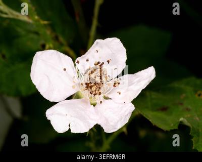 Macro Art - fine art di un fiore bianco con molti dettagli. Foto di alta qualità Foto Stock