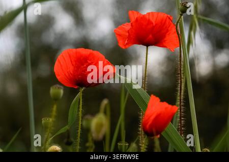 Fiori di papavero rosso in un prato verde al tramonto in Italia. Foto Stock