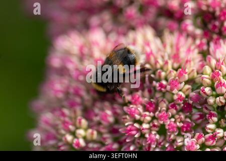 Ape sul fiore del Sedum, Hylotelephium Foto Stock