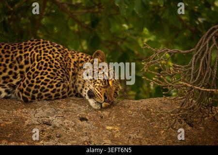 Leopardo comune (Panthera pardus) che dorme sugli alberi nel Parco Nazionale di Masai Mara in Kenya Foto Stock