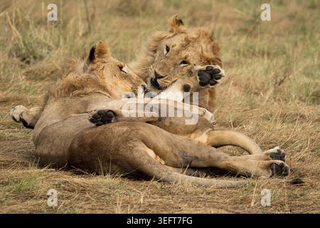 Due giovani leoni maschi adulti (Panthera leo) lottano giocosamente nel parco nazionale Masai Mara in Kenya Foto Stock