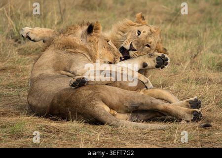 Due giovani leoni maschi adulti (Panthera leo) lottano giocosamente nel parco nazionale Masai Mara in Kenya Foto Stock