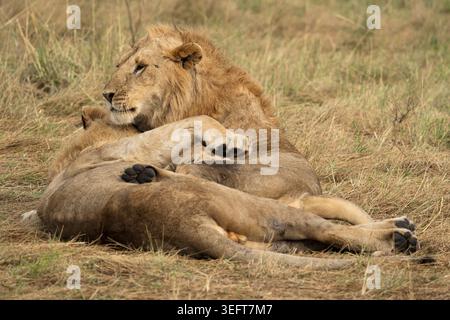 Due giovani leoni maschi adulti (Panthera leo) lottano giocosamente nel parco nazionale Masai Mara in Kenya Foto Stock