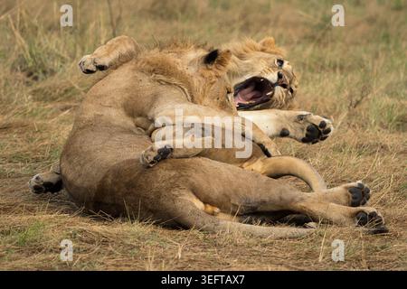 Due giovani leoni maschi adulti (Panthera leo) lottano giocosamente nel parco nazionale Masai Mara in Kenya Foto Stock