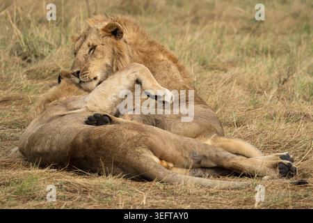 Due giovani leoni maschi adulti (Panthera leo) lottano giocosamente nel parco nazionale Masai Mara in Kenya Foto Stock