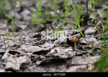 Mycena leaiana Orange Bonnet funghi che crescono sulla lettiera Forest Leaf Macro primo piano Foto Stock