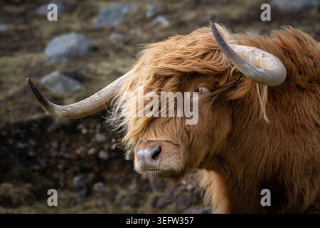 Highland Cow o Coo, Scozia, Regno Unito Foto Stock