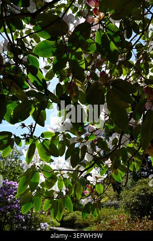 Fiori primaverili rosa pallido di rododendro lamellano / Rhododendron 'Lamellen Damaris' UK Garden aprile Foto Stock