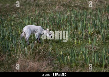 Giovane agnello primaverile che pascolano su pascoli ruvidi in un campo a North Uist, Ebridi esterne Foto Stock