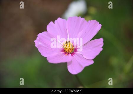 Primo piano del Fiore rosa Cosmos con Centro giallo e delicati petali sullo sfondo del giardino Foto Stock