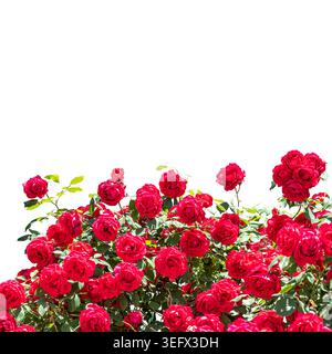 Lussureggiante cespuglio di rose rosse in fiore con foglie verdi, isolate sul bianco, elemento floreale per design romantici, inviti di nozze, projec di San Valentino Foto Stock