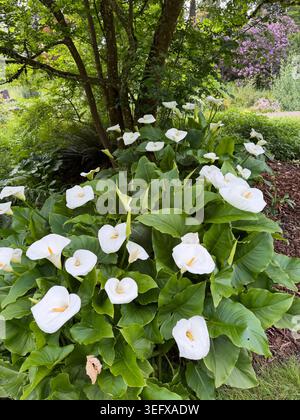 Gigli di calla che crescono in un giardino a Eugene, Oregon. Foto Stock