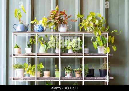 La disposizione delle piante da interno decorate collocate sul ripiano bianco organizzato vicino alla parete in lamiera verde. Piante e cactus succulenti in ce Foto Stock