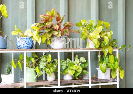 La disposizione delle piante da interno decorate collocate sul ripiano bianco organizzato vicino alla parete in lamiera verde. Piante e cactus succulenti in ce Foto Stock