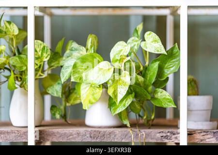 La disposizione delle piante da interno decorate collocate sul ripiano bianco organizzato vicino alla parete in lamiera verde. Piante e cactus succulenti in ce Foto Stock