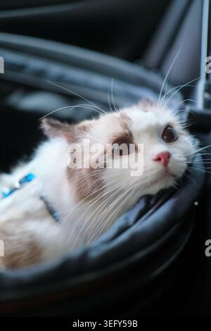 Simpatico gatto Ragdoll seduto all'interno di un cesto in auto, pronto per il viaggio con un'espressione calma e adorabile Foto Stock
