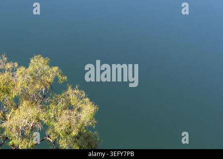 Foglie verdi di un ramo di gomme eucalipto autoctone che si affaccia sulle acque blu calme con morbide increspature Foto Stock