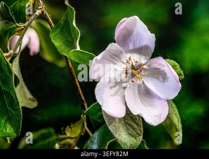 Un solitario fiore di cotogna che fiorisce su un ramo. L'immagine mette in risalto i delicati petali bianchi rosa, gli stami con punta dorata e i morbidi e leggeri petali Foto Stock