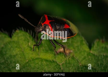 Foto macro di un bug con scudo nero e rosso comunemente noto come un bug puzzolente a due macchie appollaiato su una superficie a foglia verde testurizzata Foto Stock