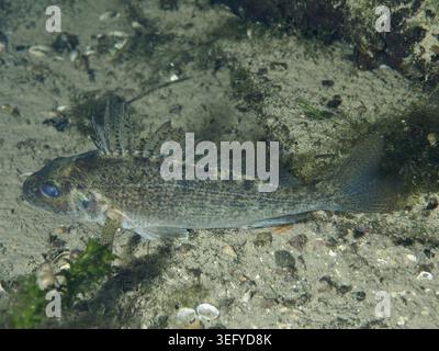 Una piccola ruffe (Gymnocephalus cernua) si trova sul terreno ghiaioso, ben mimetizzata dalla sua colorazione grigia, sito di immersione Zollbruecke, Rheinau, Canton Zuric Foto Stock