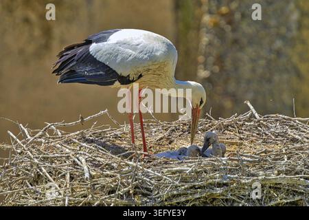 Una cicogna si piega verso i suoi pulcini nel nido mentre li dà da mangiare, cicogna bianca (Ciconia ciconia), nido di cicogna, cicogne giovani, zoo di Basilea, Basilea, Svizzero Foto Stock