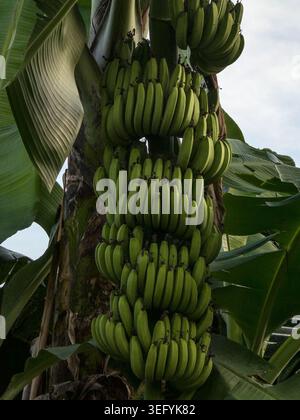 Vista ravvicinata di gruppi di banane verdi accresciute appese a un'alta pianta di banane in un giardino tropicale illuminato dal sole con ampie foglie e un cielo luminoso Foto Stock