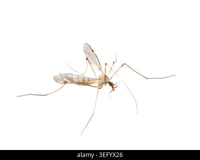 La gru vola isolata su macro di sfondo bianco Foto Stock