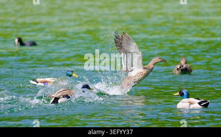 Anatra di Mallard (Anas platyrhynchos) che decolla dall'acqua in un lago, circondato da diversi Drake Mallards a Spring in Inghilterra, Regno Unito. Foto Stock
