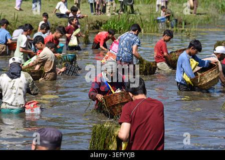 Kashmir, India. 17 maggio 2026. 17 maggio 2026, Anantnag, Jammu e Kashmir, India: Le persone si riuniscono presso le storiche sorgenti di Panzath per partecipare al tradizionale Festival del pesce, un evento della comunità secolare caratterizzato dalla pulizia primaverile dei corpi idrici e dalla cattura di pesci con cesti di vimini, nella zona di Qazigund nel distretto di Anantnag del Kashmir meridionale la domenica. Ogni anno nel mese di maggio, centinaia di abitanti del villaggio prendono un giorno libero per partecipare a un festival della pulizia e della pesca che dura da secoli. Crediti: ZUMA Press, Inc./Alamy Live News Foto Stock