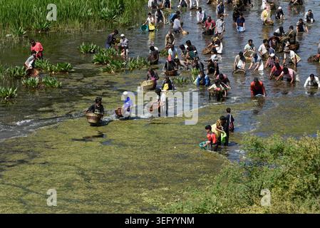 Kashmir, India. 17 maggio 2026. 17 maggio 2026, Anantnag, Jammu e Kashmir, India: Le persone si riuniscono presso le storiche sorgenti di Panzath per partecipare al tradizionale Festival del pesce, un evento della comunità secolare caratterizzato dalla pulizia primaverile dei corpi idrici e dalla cattura di pesci con cesti di vimini, nella zona di Qazigund nel distretto di Anantnag del Kashmir meridionale la domenica. Ogni anno nel mese di maggio, centinaia di abitanti del villaggio prendono un giorno libero per partecipare a un festival della pulizia e della pesca che dura da secoli. Crediti: ZUMA Press, Inc./Alamy Live News Foto Stock