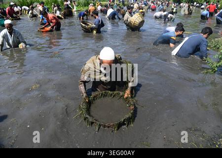Kashmir, India. 17 maggio 2026. 17 maggio 2026, Anantnag, Jammu e Kashmir, India: Le persone si riuniscono presso le storiche sorgenti di Panzath per partecipare al tradizionale Festival del pesce, un evento della comunità secolare caratterizzato dalla pulizia primaverile dei corpi idrici e dalla cattura di pesci con cesti di vimini, nella zona di Qazigund nel distretto di Anantnag del Kashmir meridionale la domenica. Ogni anno nel mese di maggio, centinaia di abitanti del villaggio prendono un giorno libero per partecipare a un festival della pulizia e della pesca che dura da secoli. Crediti: ZUMA Press, Inc./Alamy Live News Foto Stock