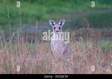 Canguro in un campo piovoso Foto Stock