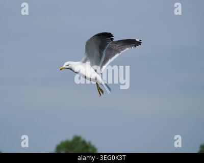 Un gabbiano con dorso nero minore che completa il suo circuito del bacino idrico locale ogni mattina alla ricerca di qualcosa di commestibile. Foto Stock