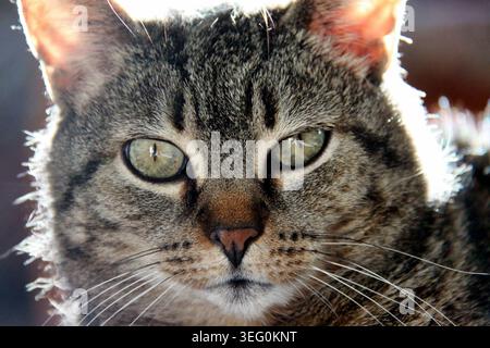 Primo piano di un gatto tabby con occhi verdi in controluce. Foto Stock