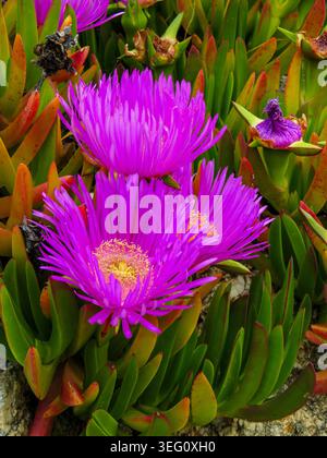Carpobrotus acinaciformis rosa fiori succulenti che fioriscono su una duna di sabbia costiera mediterranea a maggio. Foto Stock