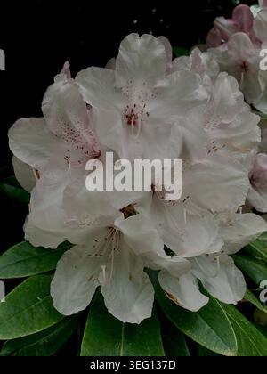 Dettaglio ravvicinato fiore rododendro bianco Foto Stock
