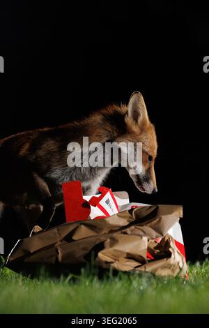 La volpe urbana nel centro di Bristol raccoglie cibo scartato e si rilassa in un parco Foto Stock
